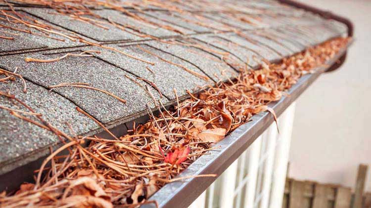 Clogged gutters.