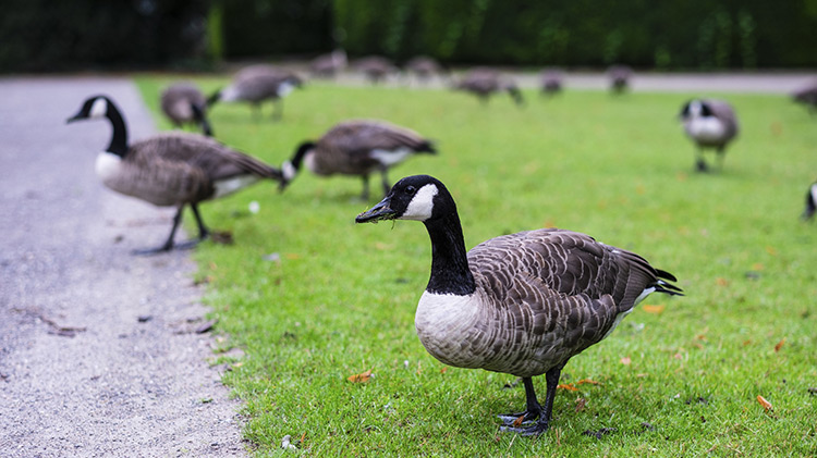 Geese in a yard.