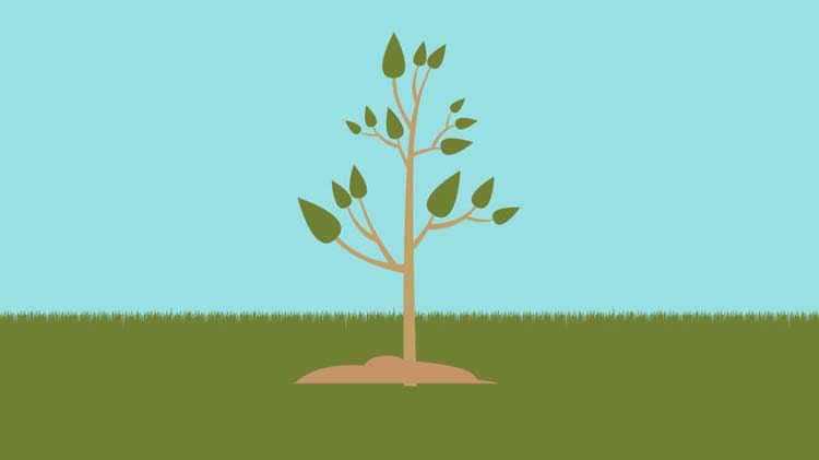Ideas to celebrate Earth Day and Arbor Day..