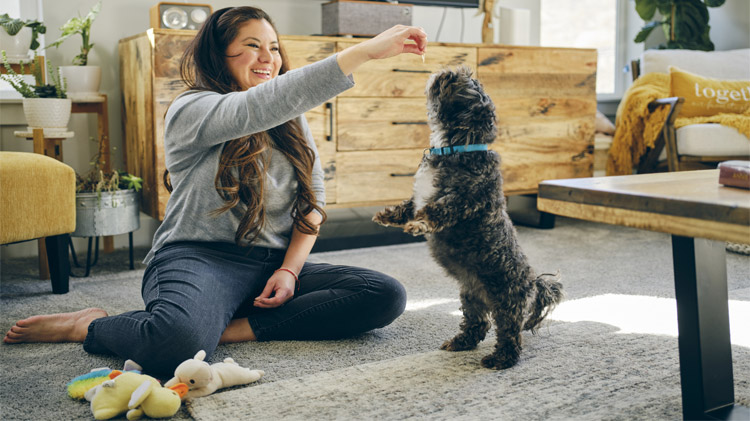 Pet sitter spending time and playing with a Shih Tzu in the living room.