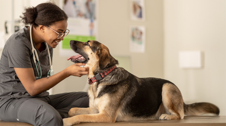 Veterinarian checking a dog’s dental health during an exam.