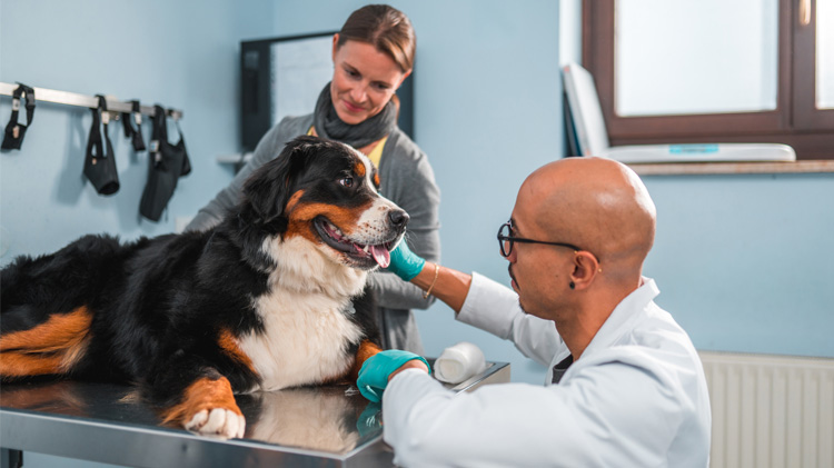 Veterinarian bandaging a dog’s fractured leg while the dog’s owner provides comfort.