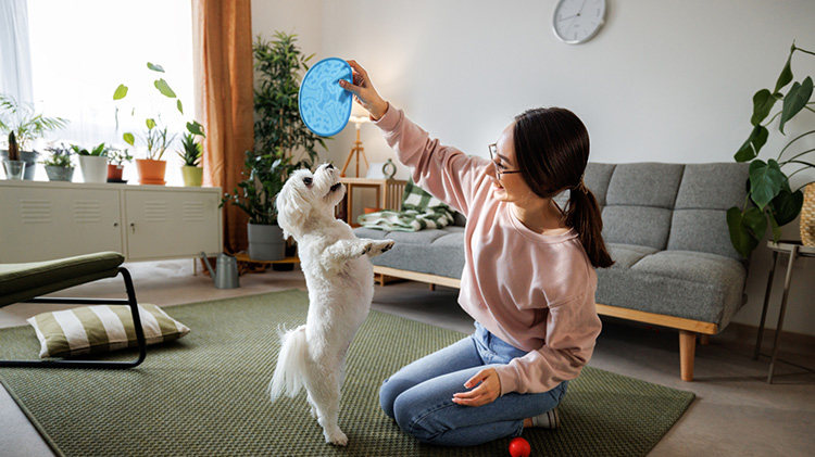 Young pet owner playing with her cute little dog in living room at home.